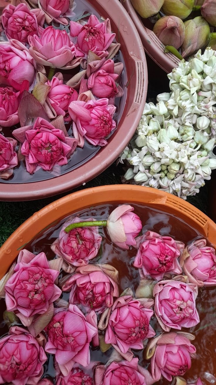 Flowers in bloom